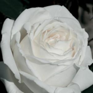 WHITE PARFUM DE PROVENCE (hybrid tea)